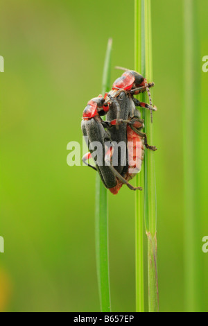 Mating Soldier Beetles (Cantharis rustica). Powys, Wales. Stock Photo