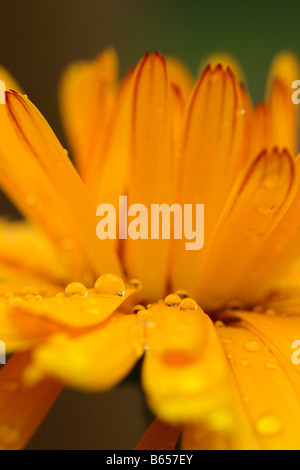 Close up of raindrops on a flower of Pot Marigold (Calendula officinalis). Garden annual. Stock Photo