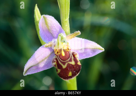 Bee Orchid (Ophrys apifera) flowering in a meadow at Clattinger Farm Nature Reserve, Wiltshire, England. Stock Photo