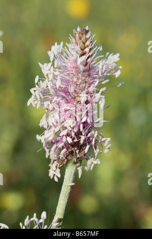 Hoary Plantain (Plantago media0 flowering in a hay meadow at Clattinger Farm nature reserve, Wiltshire, England. Stock Photo