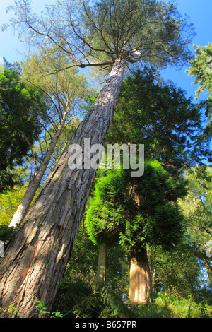 Looking up a 100 foot tall Corsican Pine tree (Pinus nigra var maritima) at Silia Wood. Stock Photo
