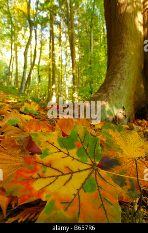 Norway Maple (Acer platanoides) leaves under a Western Red Cedar at Silia Wood, a Woodlands Trust wood. Stock Photo