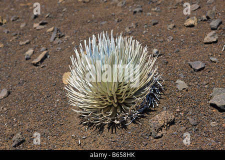 endemic Silversword at Haleakala Volcano Crater Argyroxiphium sandwicense ssp Macrocephalum Maui Hawaii USA Stock Photo