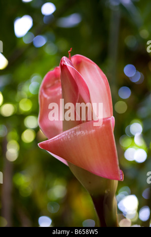 Torch Ginger Etlingera elatior Maui Hawaii USA Stock Photo