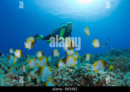 Pyramid Butterflyfishes and Diver Hemitaurichthys polyepis Molokini Crater Maui Hawaii USA Stock Photo