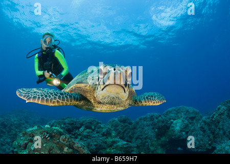 Green Turtle and Diver Chelonia mydas Maui Hawaii USA
