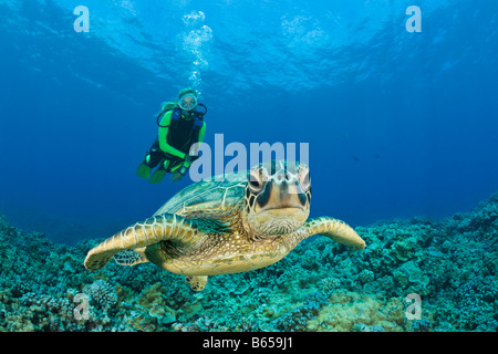 Green Turtle and Diver Chelonia mydas Maui Hawaii USA