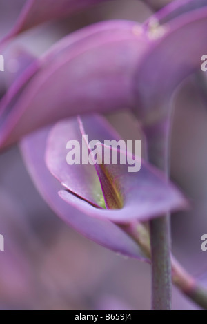 Purple heart plant (tradescantia pallida), close-up Stock Photo