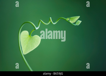 background with heart-shaped leaves. Heart-shaped green leaves climbing
