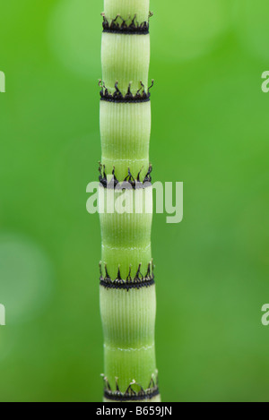 Horsetail rush (equisetum hyemale), extreme close-up Stock Photo