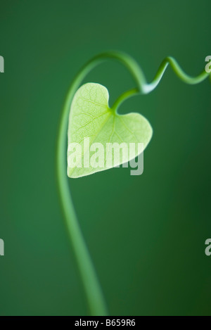 Heart shaped leaf on vine, close-up Stock Photo