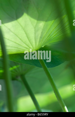 Sunlight shining through nasturtium leaves, low angle view Stock Photo