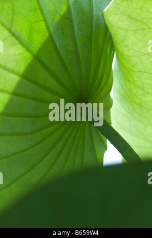 Underside of nasturtium plant, close-up Stock Photo