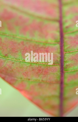 Variegated leaf, extreme close-up Stock Photo