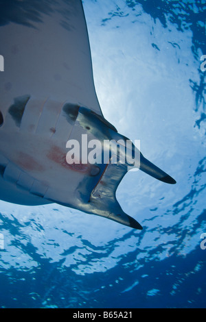 Sicklefin Mobula Mobula tarapacana Azores Princess Alice Bank Atlantic Ocean Portugal Stock Photo