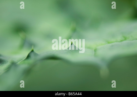 Aloe Vera (aloe barbadensis) plant, extreme close-up Stock Photo