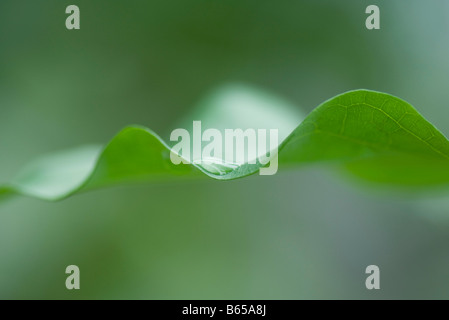 Dew drop on edge of leaf, extreme close-up Stock Photo