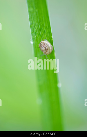 Young hairy snail (trichia hispida) travelling down blade of grass Stock Photo