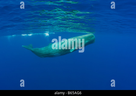 Sperm Whale Physeter catodon Azores Atlantic Ocean Portugal Stock Photo