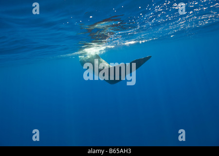 Sperm Whale Physeter catodon Azores Atlantic Ocean Portugal Stock Photo