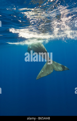 Sperm Whale Physeter catodon Azores Atlantic Ocean Portugal Stock Photo