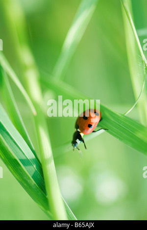 Ladybug crawling on leaf of grass Stock Photo