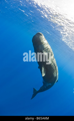 Young Sperm Whale Physeter catodon Azores Atlantic Ocean Portugal Stock Photo