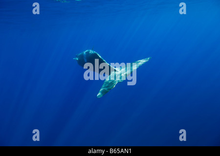 Sperm Whale Physeter catodon Azores Atlantic Ocean Portugal Stock Photo