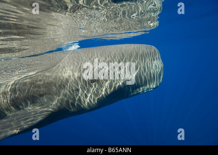 Sperm Whale Physeter catodon Azores Atlantic Ocean Portugal Stock Photo
