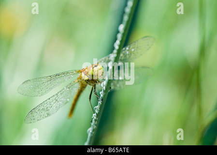 Dragonfly wet from rain and dotted with droplets of water perched on wet stem of plant Stock Photo