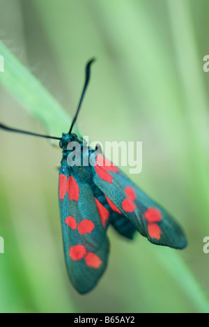 Six-spot burnet moth (zygaena filipendulae) perched on blade of grass Stock Photo