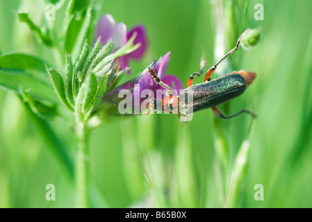 Soldier beetle (cantharidae) dusted with pollen crawling on purple flower, aphid hiding on leaf Stock Photo