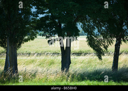 Countryside, row of trees and fence Stock Photo