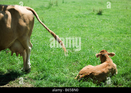 Brown swiss cow lying in grass Stock Photo: 11379450 - Alamy