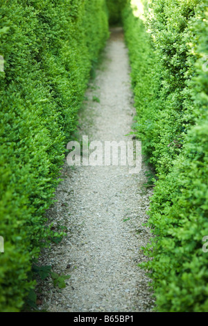 Gravel path between hedges Stock Photo