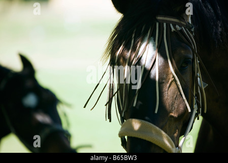 Horse wearing harness, close-up Stock Photo