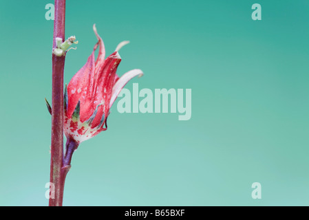 Exotic red tropical flower blossoming from red stem Stock Photo