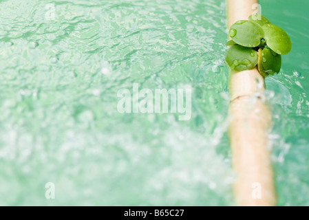 Leaves on bamboo pole extended across water Stock Photo