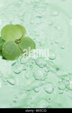 Leaves floating on bubbling icy water Stock Photo