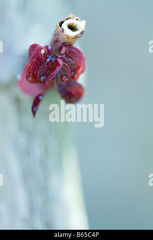 Broken end of branch with red leaves emerging from water, close-up Stock Photo
