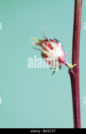 Exotic red tropical flower blossoming from red stemmed plant, close-up Stock Photo