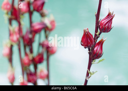 Exotic red tropical flowers budding on red stems Stock Photo
