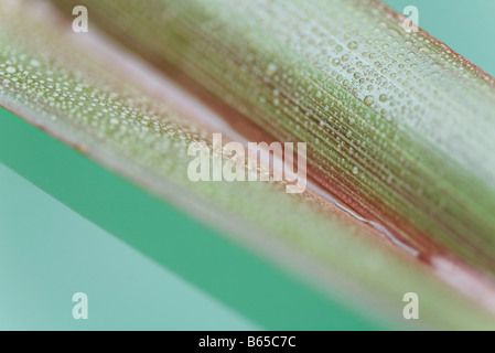 Palm leaf covered in small water droplets, close-up Stock Photo