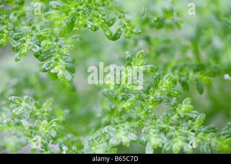 Lush green branches covered in small leaves dotted with droplets of water from recent rain Stock Photo