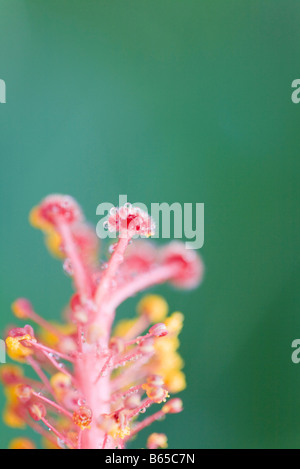 Hibiscus stamen covered with water droplets, side view Stock Photo