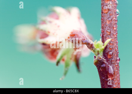 Exotic tropical flower blossom on red stem, close-up Stock Photo