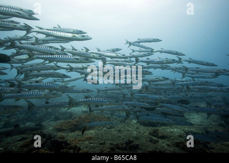 School of great barracudas (Sphyraena barracuda) underwater Sipadan Celebes sea Stock Photo