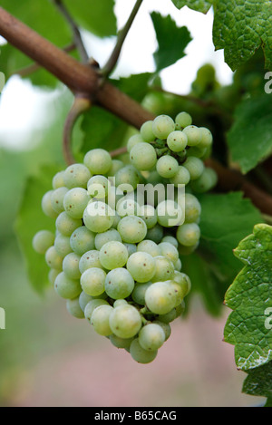 Bunch of chardonnay grapes on vine Stock Photo