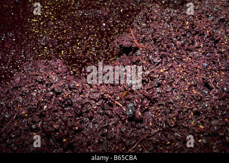 Crushed wine grapes, full frame Stock Photo