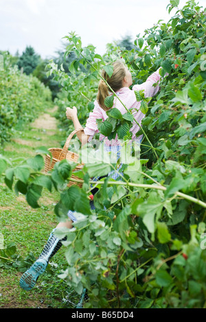 Teen girl picking berries, rear view Stock Photo